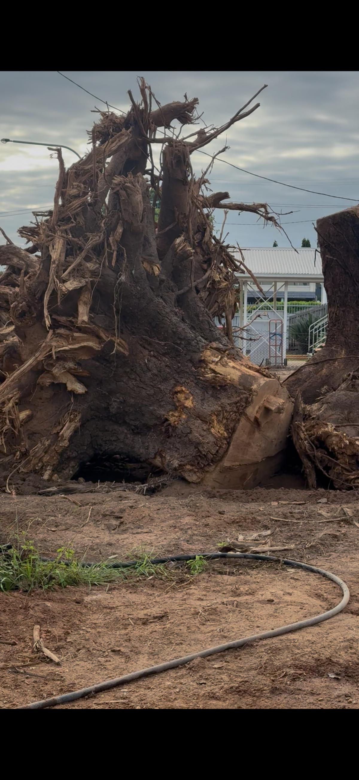Massive stump and root ball removed