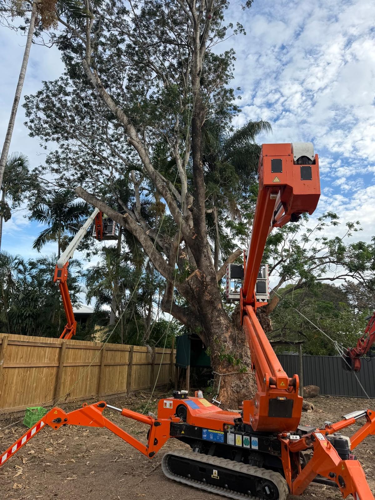 Two spider lifts on large tree