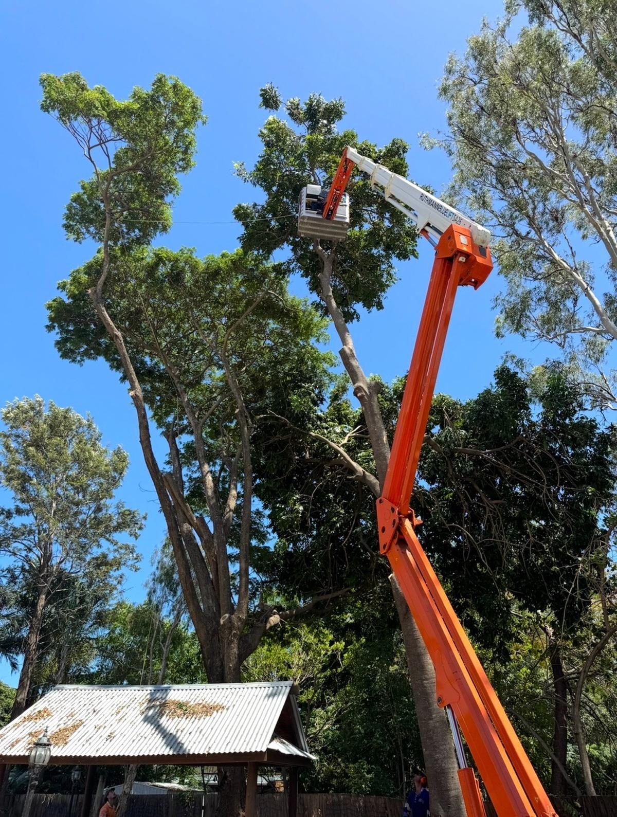 Spider lift tree removal over rooftop