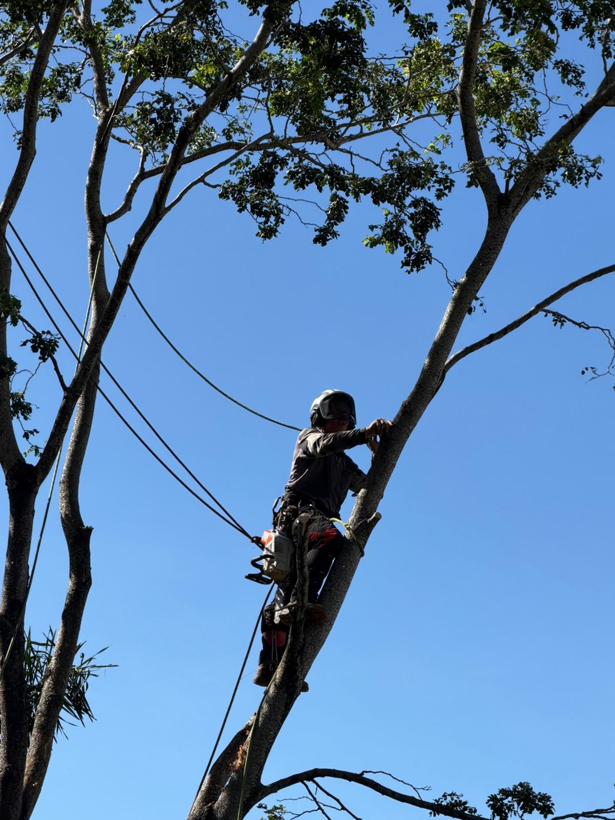 Rope climber pruning tree
