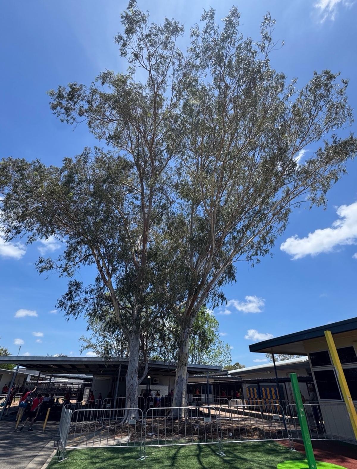 School tree