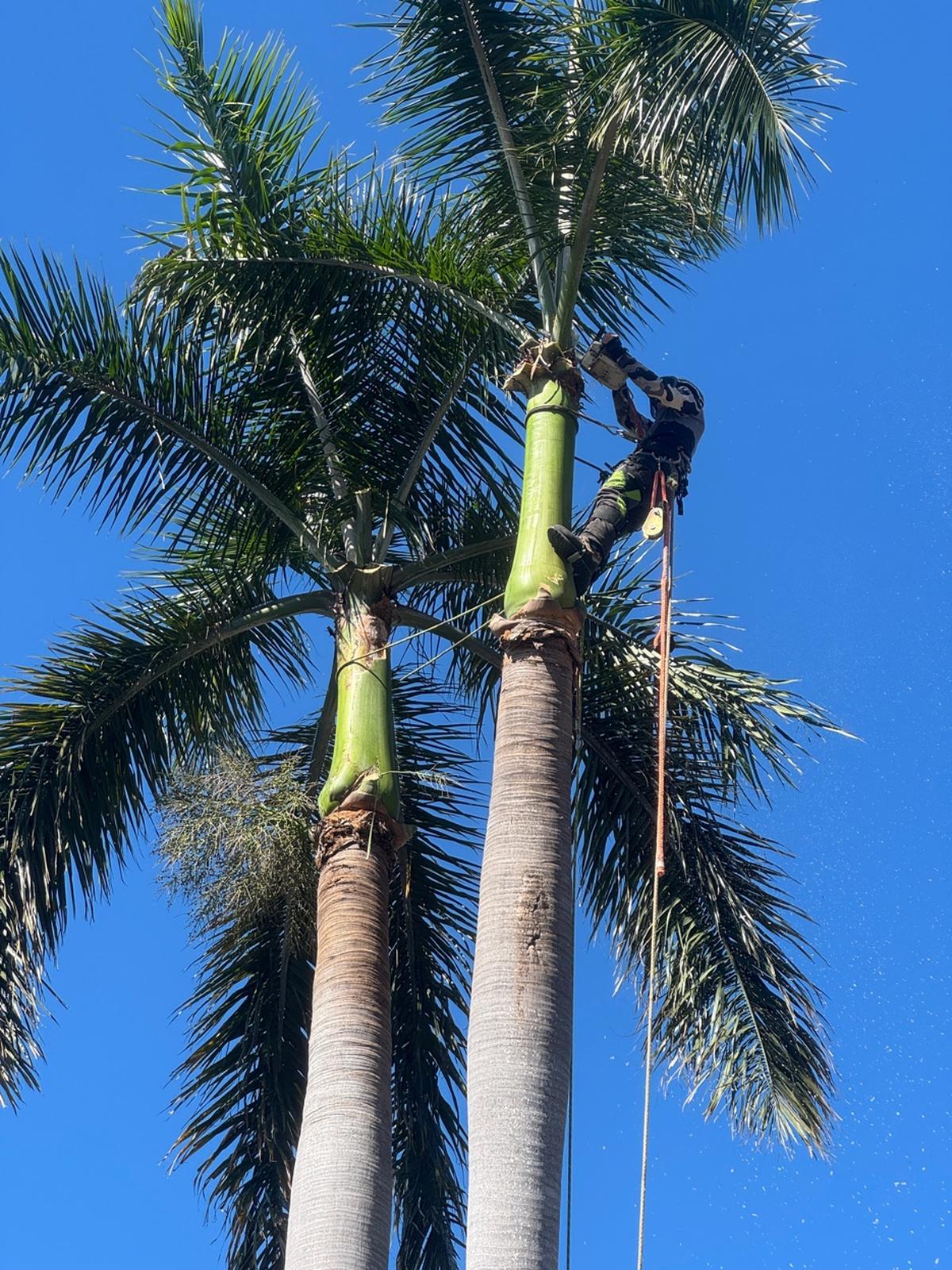 Palm tree cleaning